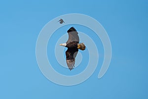 Bald eagle gliding but harassed by a red winged blackbird