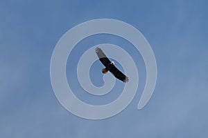 Bald eagle gliding and hunting in the sky