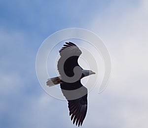 Bald eagle gliding and hunting in the sky