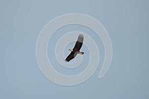 Bald eagle gliding and hunting in the sky