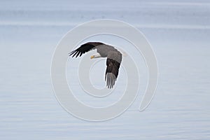 Bald eagle gliding at seaside