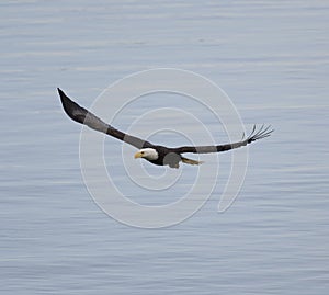 Bald eagle gliding at seaside