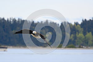 Bald eagle gliding at seaside