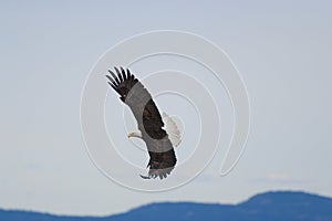 Bald eagle gliding at seaside