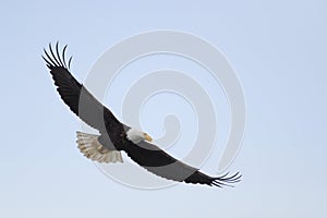 Bald eagle gliding at seaside