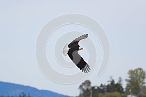 Bald eagle gliding at seaside