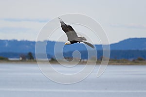 Bald eagle gliding at seaside