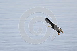 Bald eagle gliding at seaside