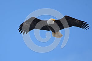 Bald eagle gliding at seaside