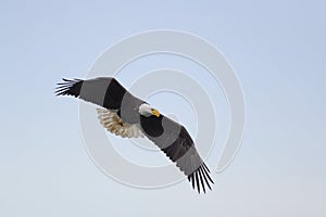 Bald eagle gliding at seaside