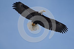 Bald eagle gliding at seaside