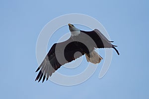 Bald eagle gliding in the sky