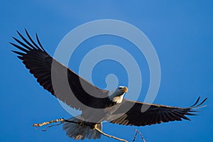 Bald eagle gliding in the sky photo