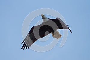 Bald eagle gliding in the sky photo