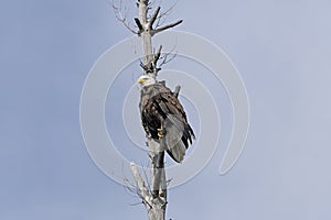 Bald Eagle on a Gnarled Pine