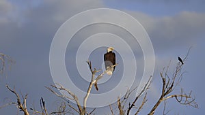 Bald Eagle and Great Tailed Grackle Perched in a Tree
