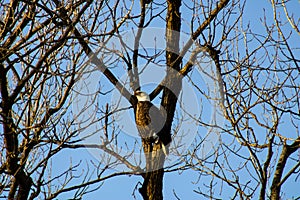 Bald Eagle guarding nest in neighboring tree.