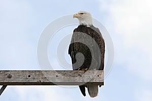 Bald Eagle haliaeetus leucocephalus