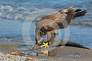 Bald Eagle - Haliaeetus leucocephalus