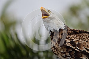 Bald eagle haliaeetus leucocephalus