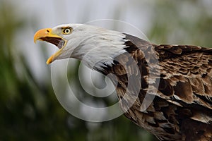 Bald eagle haliaeetus leucocephalus