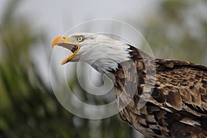 Bald eagle haliaeetus leucocephalus