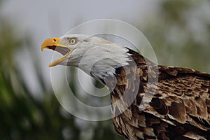 Bald eagle haliaeetus leucocephalus