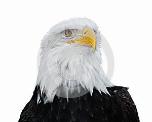 Bald Eagle (Haliaeetus leucocephalus)