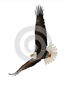 The Bald Eagle (Haliaeetus leucocephalus)