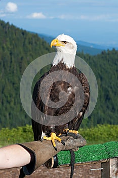 Bald Eagle (Haliaeetus leucocephalus).