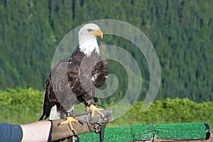 Calvo águila ()  