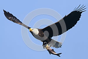 Bald Eagle (haliaeetus leucocephalus)