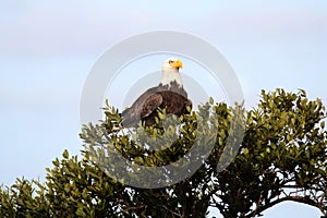 Bald Eagle (haliaeetus leucocephalus)