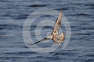 Bald Eagle (haliaeetus leucocephalus)