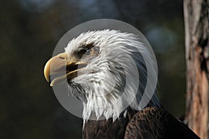 Bald eagle (Haliaeetus leucocephalus)