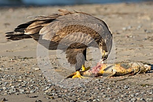 Bald Eagle - Haliaeetus leucocephalus