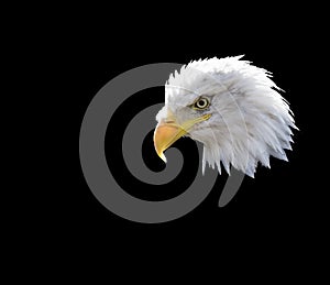 Bald eagle Haliaeetus leucocephalus