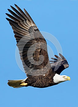 Bald Eagle - Haliaeetus leucocephalus