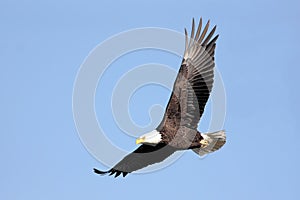 Bald Eagle (haliaeetus leucocephalus)