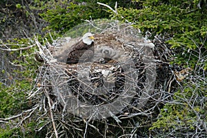 Bald Eagle - Haliaeetus leucocephalus