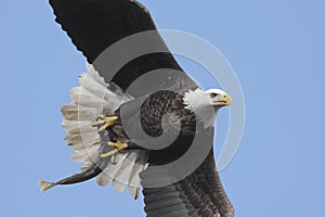 Bald Eagle (haliaeetus leucocephalus)