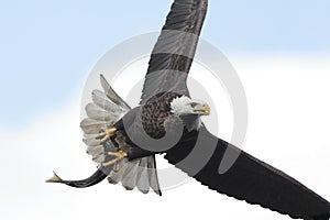 Bald Eagle (haliaeetus leucocephalus)