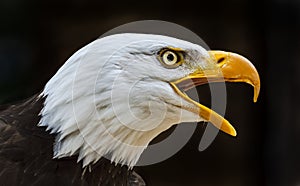 Bald eagle haliaeetus leucocephalus