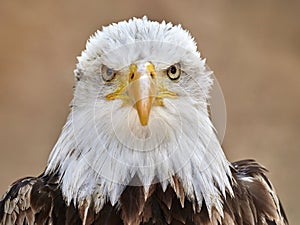 The Bald Eagle Haliaeetus leucocephalus