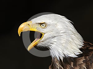 The Bald Eagle & x28;Haliaeetus leucocephalus& x29;