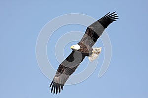 Bald Eagle & x28;haliaeetus leucocephalus& x29;