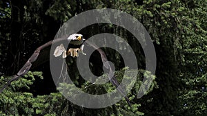 Bald Eagle, haliaeetus leucocephalus, Adult in Flight, Taking off from Branch,