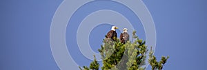 Bald Eagle (Haliaeetus leucocephalus) adult pair perched in a pine tree