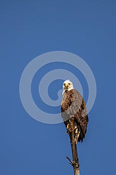 Bald Eagle (Haliaeetus leucocephalus) adult, perched in a dead tree