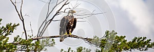 Bald Eagle (Haliaeetus leucocephalus) adult, perched in a pine tree